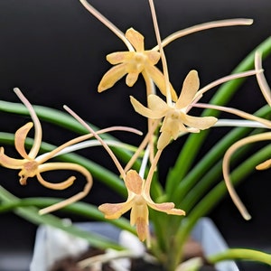 Neofinetia falcata (Vanda falcata) 'Samjiyeon' 삼지연 三池淵 - Very Rare Fragrant Orchid