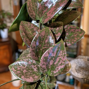 Hoya Madara Snow Angel - Etsy