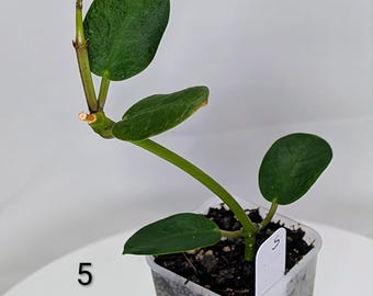 Hoya Chinghungensis Variegated*rooted* - Etsy