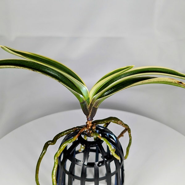 Neofinetia falcata 'Subaek' 수백 琇白 - Miniature Fragrant Orchid