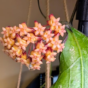 US Seller - Hoya cv. SS 27-70 (father is clemensiorum) - Unusual vining flowering plant with wavy leaves and orange-red flowers