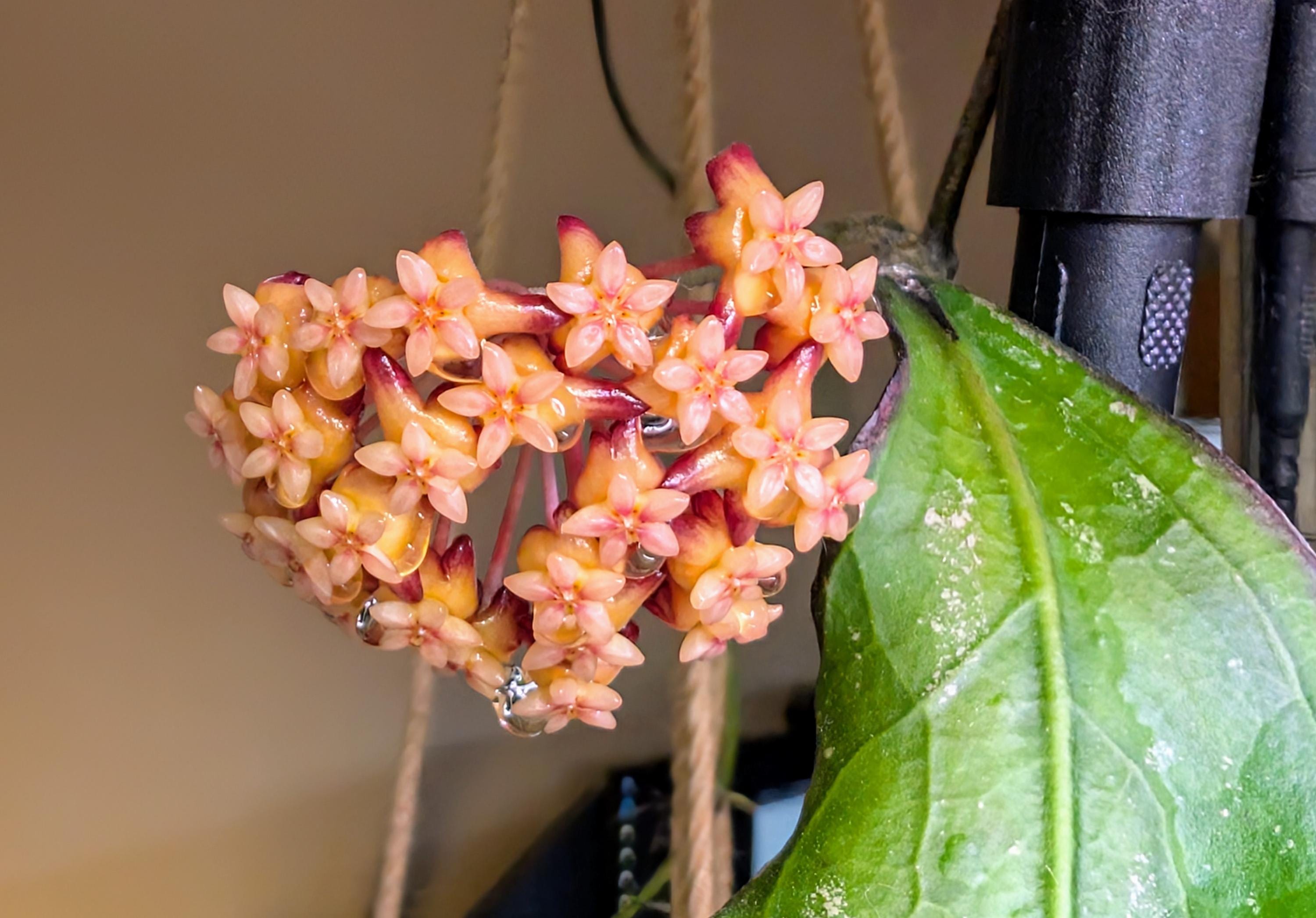 Hoya Cv. SS 27-70 (father is Clemensiorum) - Unusual Vining
