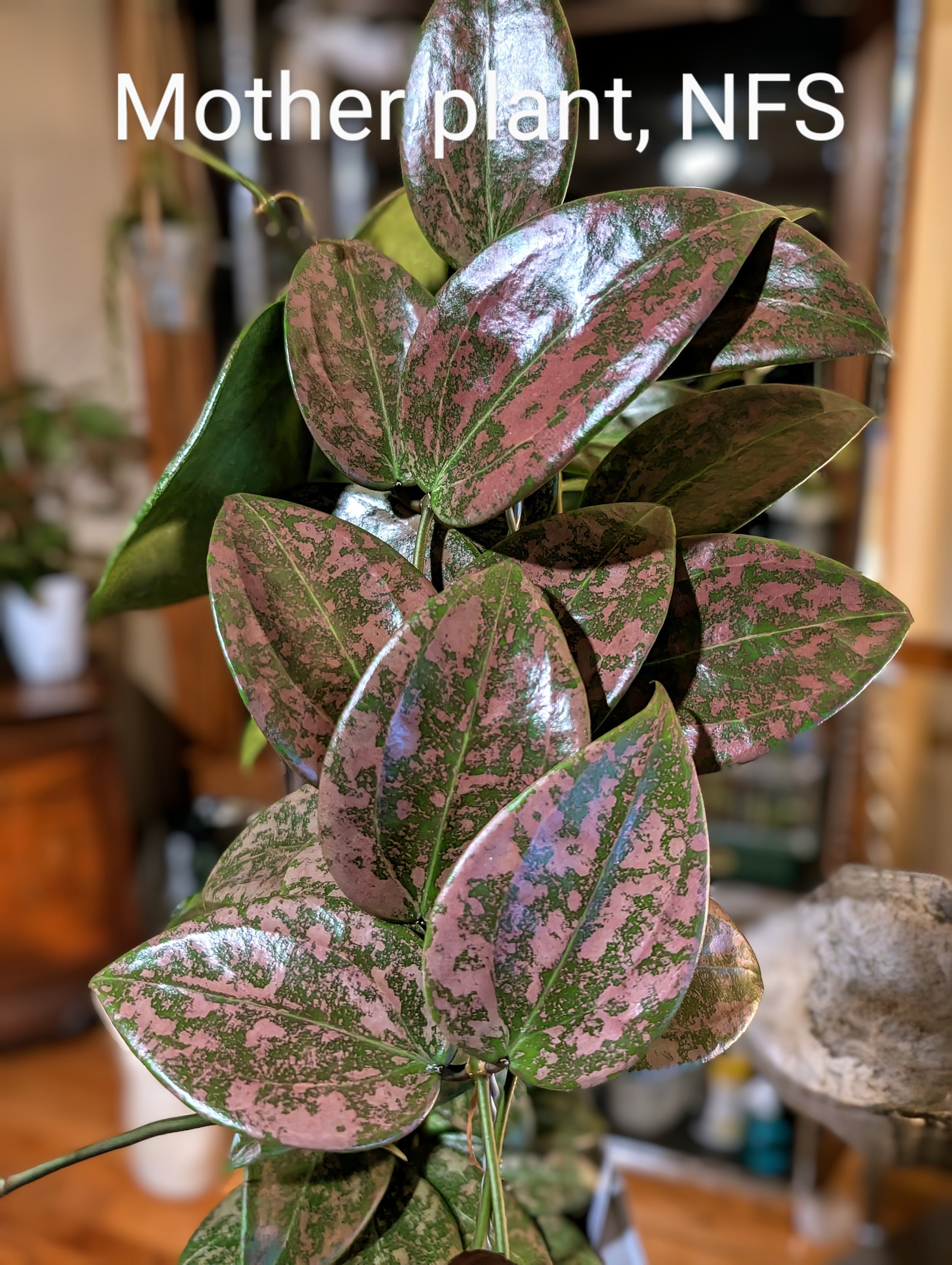 ホヤ マダラ angel il_fullxfull.7139286984_k8pq.jpg