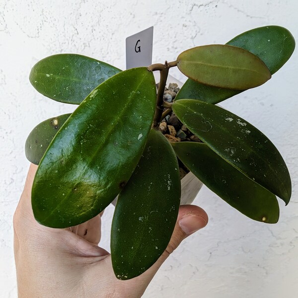 Hoya HLG-040 (bhutanica x unknown); unique hybrid seedlings