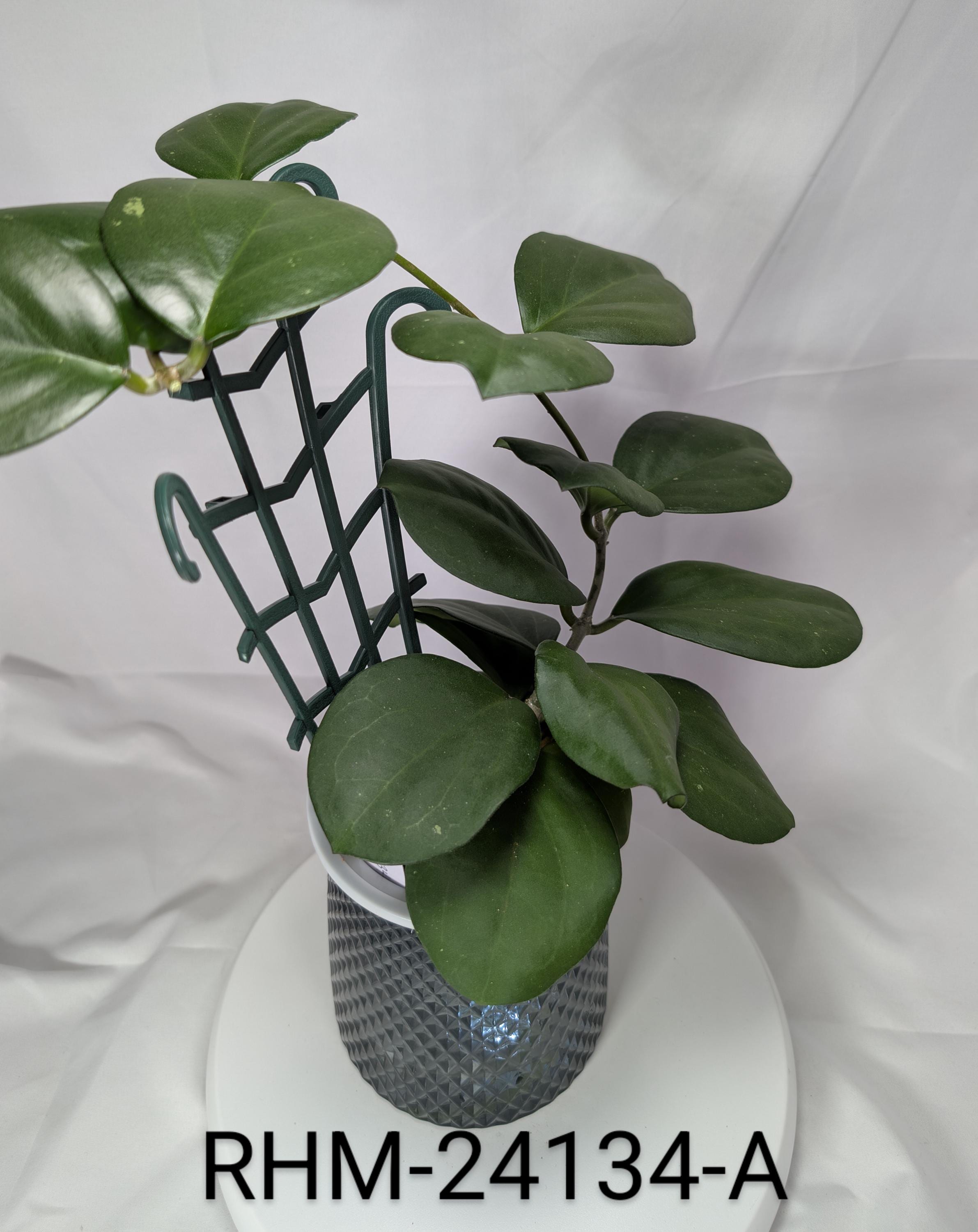 New Variety! Hoya RHM-24134-A (AH-046 X Unknown); Hybrid With
