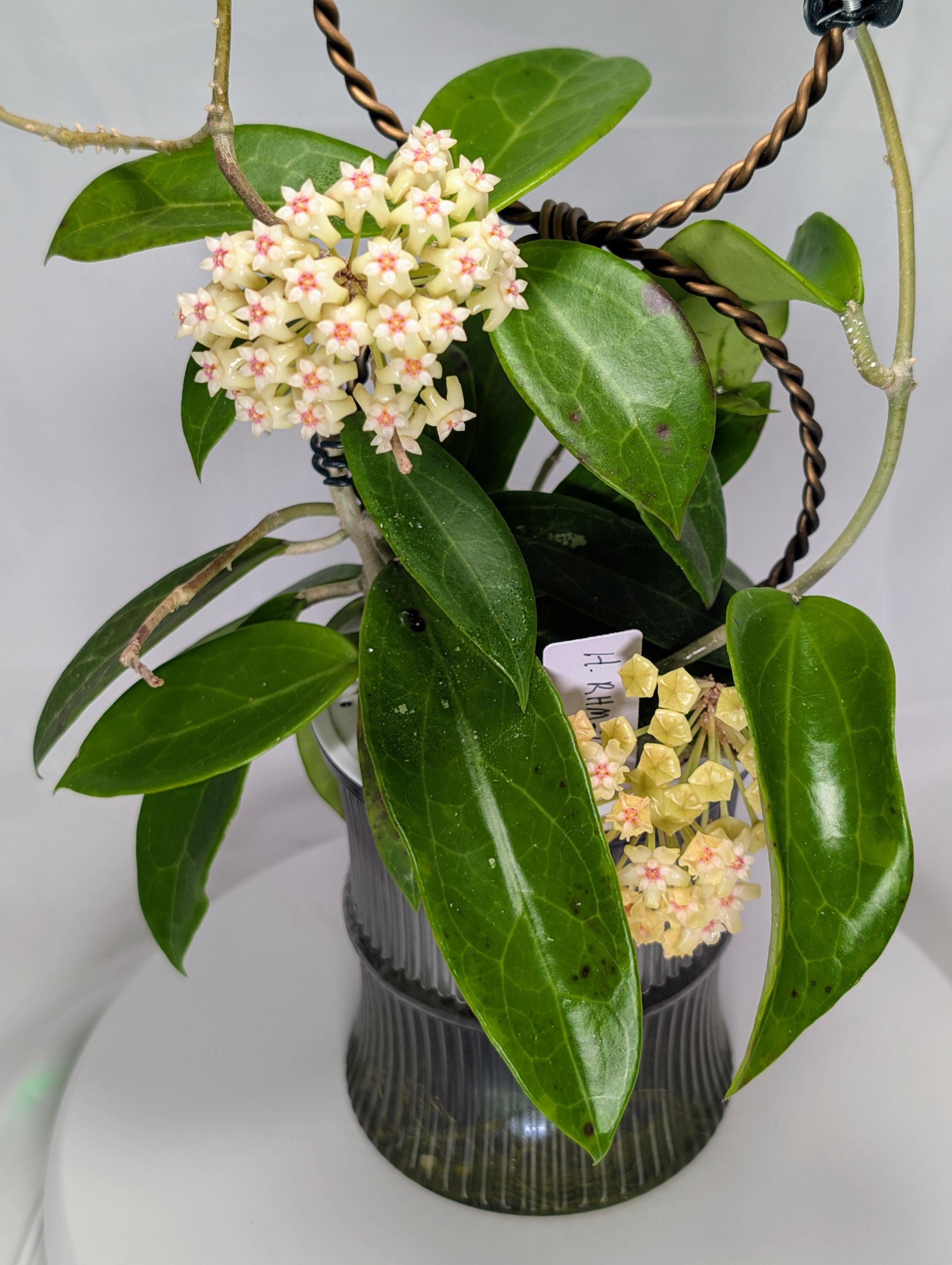One of a Kind, Mature Size! Hoya RHM-2480-P (verticillata 'red
