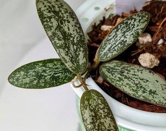 Hoya sigillatis (Silver) 'AH001'; established plants in self-watering planters