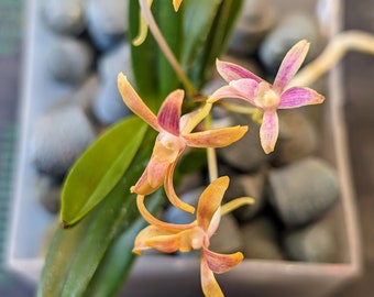 Neofinetia falcata 'Geumjeong' 금정 金頂 - Extremely Rare Fragrant Orchid