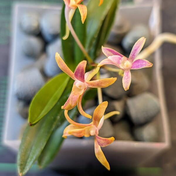 Neofinetia falcata 'Geumjeong' 금정 金頂 - Extremely Rare Fragrant Orchid