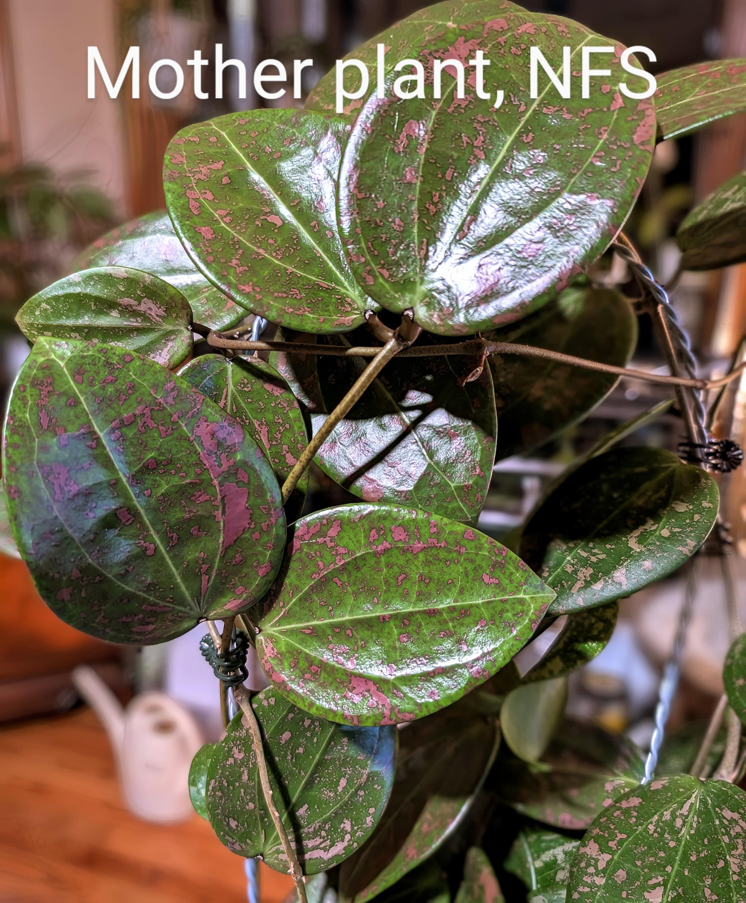 Hoya 'neon Pink' (DMW-001-N) [verticillata (fka. Wibergiae) X