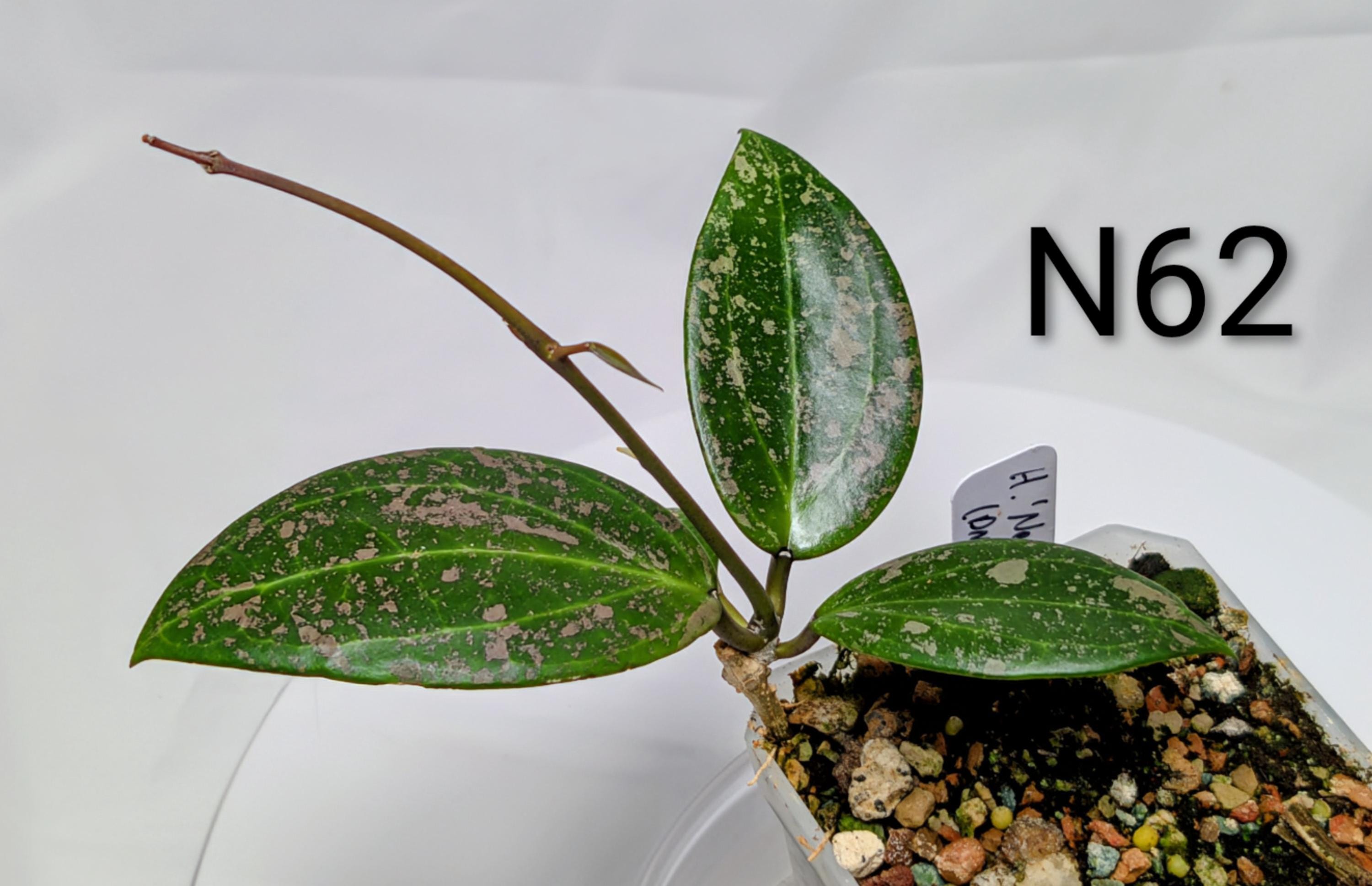 Hoya 'neon Pink' (DMW-001-N) [verticillata (fka. Wibergiae) X