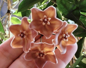 Hoya sp. aff. vitiensis NS05-021