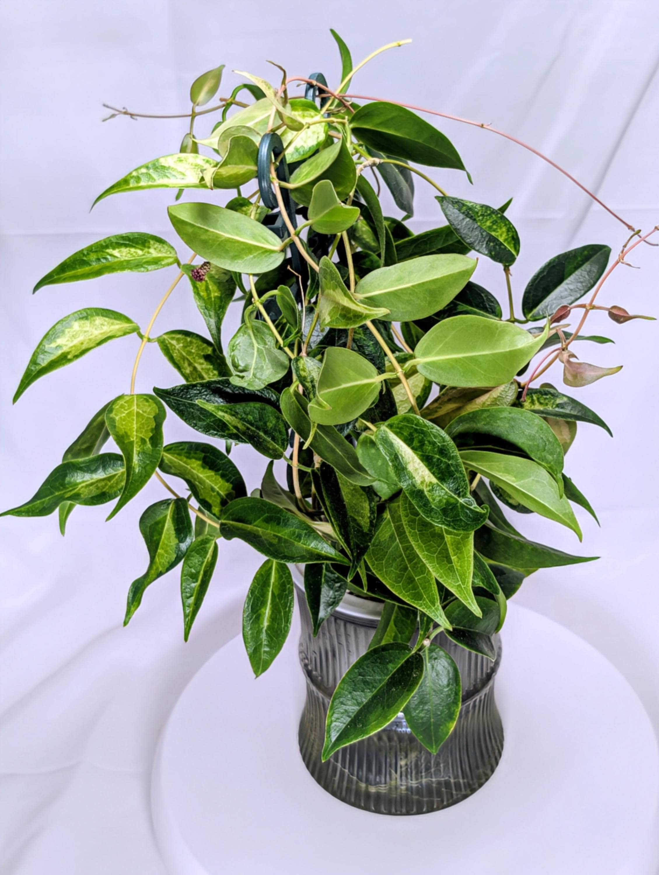 Hoya Denisii Frida - Etsy