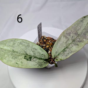 Madara Hoya - Etsy