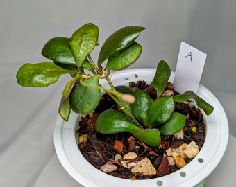 Hoya burtoniae; established plants with new growth in self-watering planters