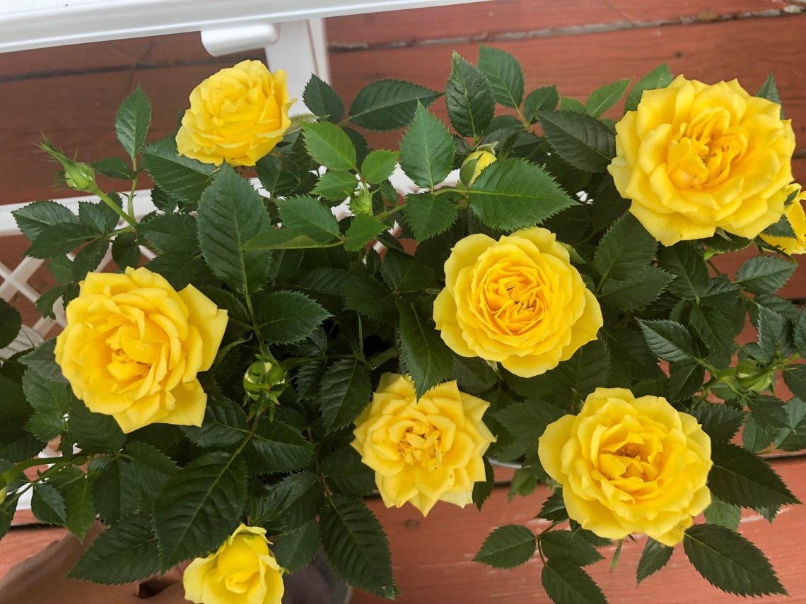 Yellow Miniature Rose Live Plant Potted Own Root Mini Rose Etsy