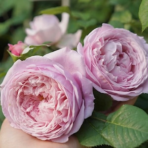Soft Pink Lavender Freedom Rose Live Plant Potted, Own Root Rose Starter Plant, Potted Climber Rose