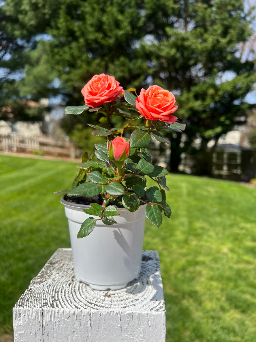 Bright Orange Miniature Rose Live Plant Potted, Own Root Mini Rose ...