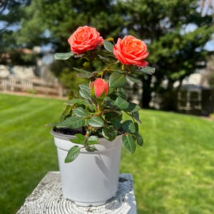 Bright Orange Miniature Rose Live Plant Potted, Own Root Mini Rose Starter Plant