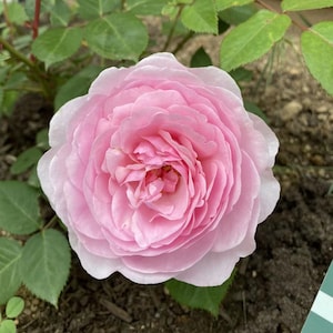 Light Pink Fragrant English Rose Live Plant Potted, Own Root Rose Starter Plant, Potted English Shrub Rose