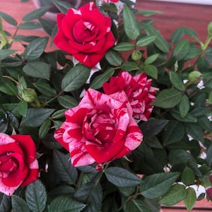 Surprise Rose Box! Live Mini Rose Plant Potted, Color at Seller’s Choice (Yellow, White, Red, Multicolor, Pink, Hot Pink, Orange, Purple)