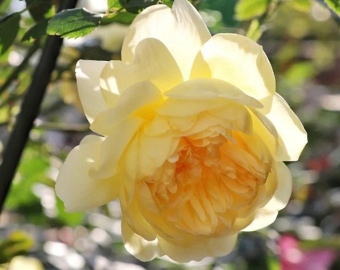 Yellow Strong Fruity Fragrant Rose Live Plant Potted, Own Root Rose