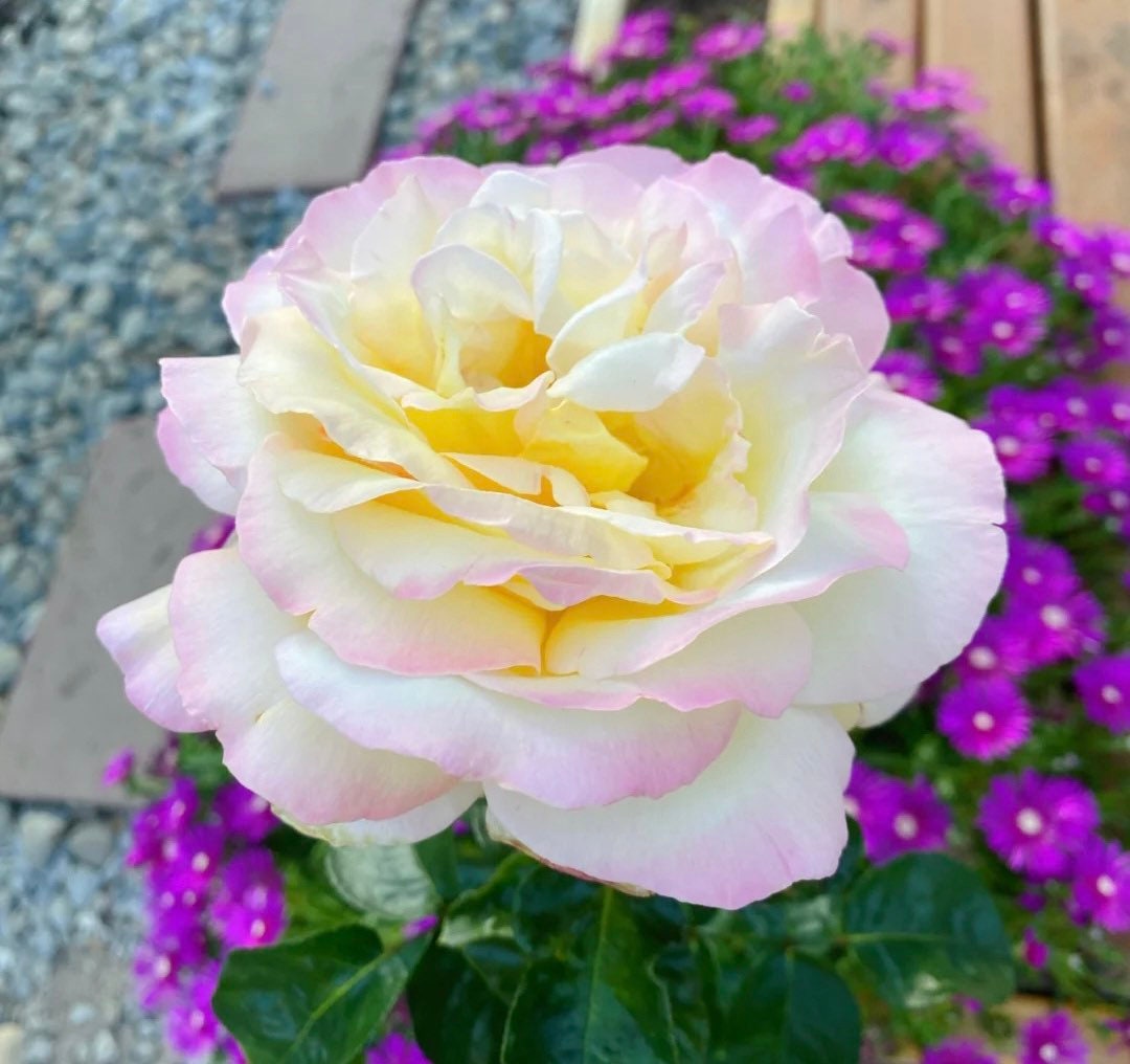 Bare Root Rose Golden Yellow Multi Color Very Fragrant Rose