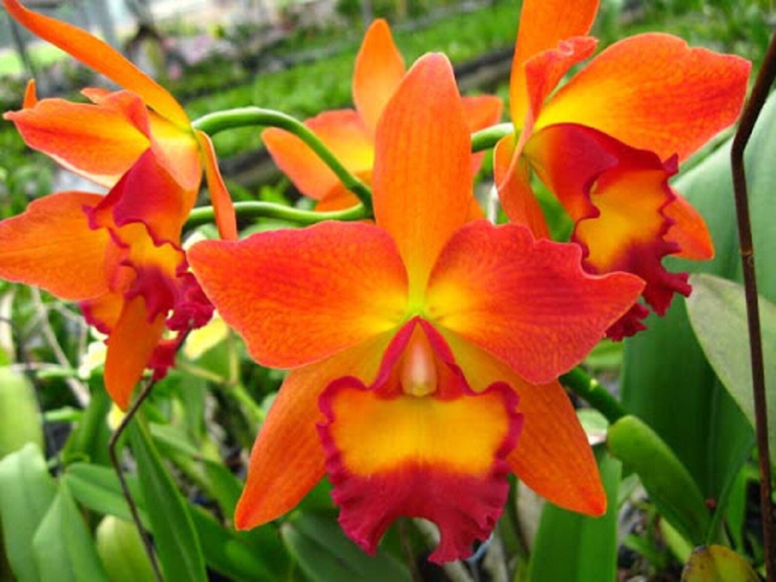 Live Orchid Plants Cattleya Oncidium Dendrobium Vanda Etsy