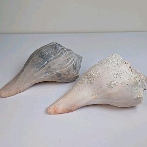 May include: Two conch shells with a natural, textured appearance. One shell is primarily gray with a light pink tip, while the other is off-white with a textured surface. Both shells have a long, tapered shape.