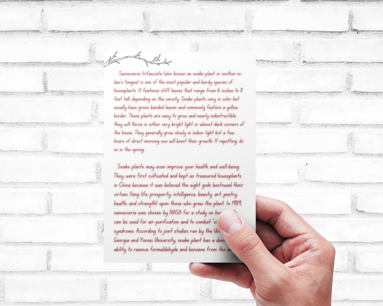 Plant Care Card - Printable | Quick Guide - Download | Sansevieria ...