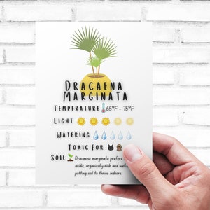 Plant Care Card - Printable | Quick Guide - Download | Dracaena Marginata Care Card Printable | Digital Download |