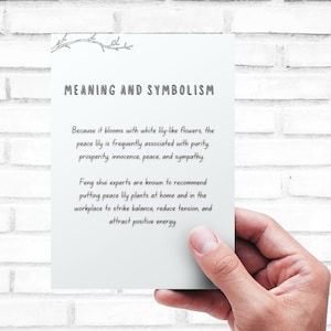 May include: A white card with the text "MEANING AND SYMBOLISM" in black. The text below explains the meaning and symbolism of the peace lily, which is associated with purity, prosperity, innocence, peace, and sympathy. Feng shui experts recommend placing peace lilies at home and in the workplace to strike balance, reduce tension, and attract positive energy.