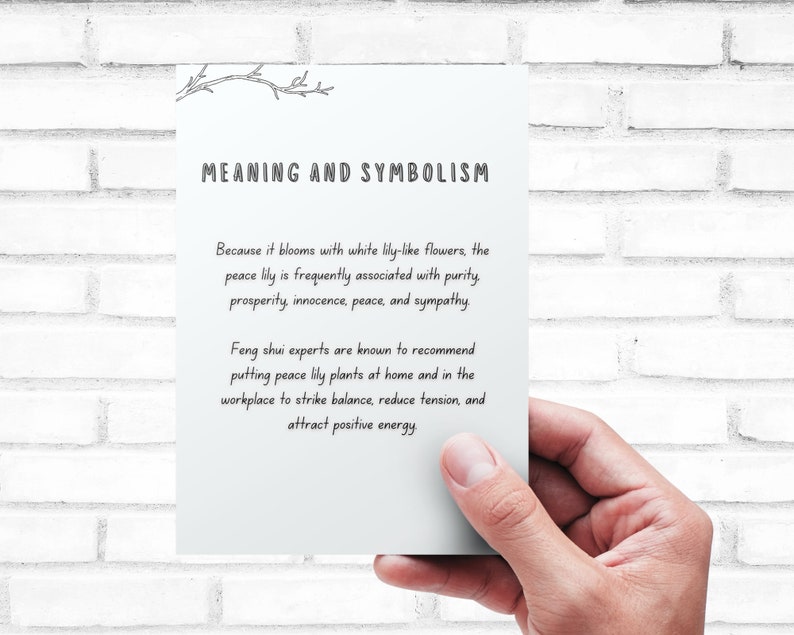 May include: A white card with the text "MEANING AND SYMBOLISM" in black. The text below explains the meaning and symbolism of the peace lily, which is associated with purity, prosperity, innocence, peace, and sympathy. Feng shui experts recommend placing peace lilies at home and in the workplace to strike balance, reduce tension, and attract positive energy.