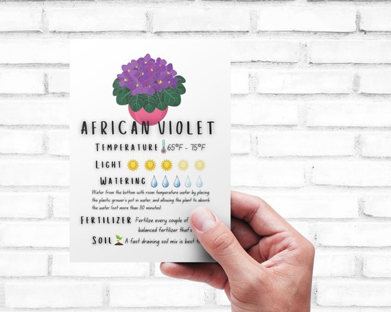 Plant Care Card - Printable | Quick Guide - Download | African Violet Care Card Printable | Digital Download | Saintpaulia ionanth