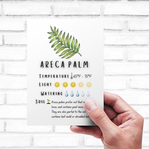 Plant Care Card - Printable | Quick Guide - Download | Areca Palm Care Card Printable | Digital Download | Chrysalidocarpus Lutescens