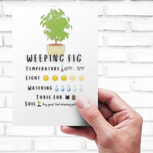 Plant Care Card - Printable | Quick Guide - Download | Weeping Fig Care Card Printable | Digital Download | Ficus benjamina