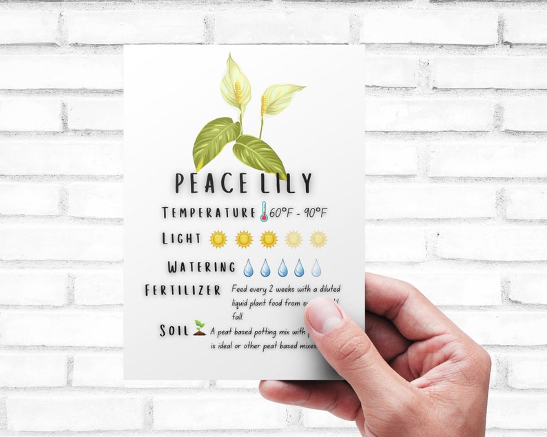 May include: A white peace lily plant with green leaves. The card includes care instructions for the plant, including temperature, light, watering, fertilizer, and soil requirements. The text on the card reads "PEACE LILY", "TEMPERATURE 60&deg;F - 90&deg;F", "LIGHT", "WATERING", "FERTILIZER Feed every 2 weeks with a diluted liquid plant food from spring to fall", and "SOIL A peat based potting mix with perlite is ideal or other peat based mixes".