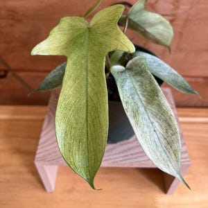 Florida Ghost Philodendron