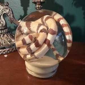 Peut inclure: Un presse-papier en verre contenant un serpent blanc et brun. Le serpent est enroulé en boule et est visible à travers le verre transparent.