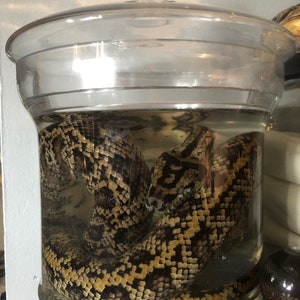Op de afbeelding: Een bewaarde slang in een heldere glazen pot met een glazen deksel. De slang heeft een patroon van zwarte en bruine schubben. De pot is gevuld met een heldere vloeistof. De pot staat op een houten oppervlak.