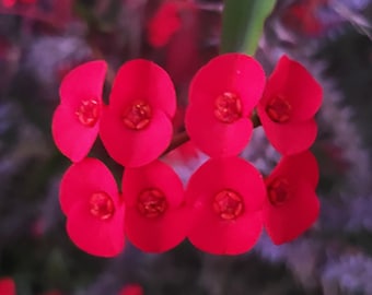 Small Red Crown of Thorns Euphoria Milii Des Moul 1 Cutting, buy 2 get 1 free cutting