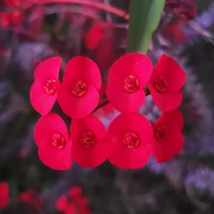 Small Red Crown of Thorns Euphoria Milii Des Moul 1 Cutting, buy 2 get 1 free cutting. No root