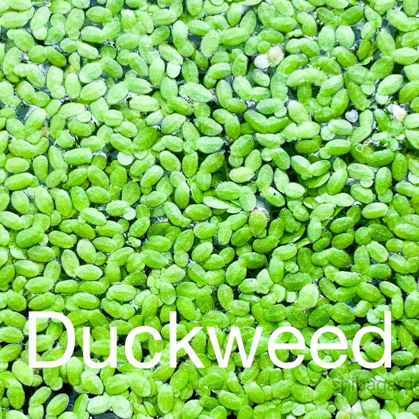 buy 2 get 1 free Duckweed(Lemna Minor,duckweeds, water lentils, or water lenses,Aquarium Live Floating.)