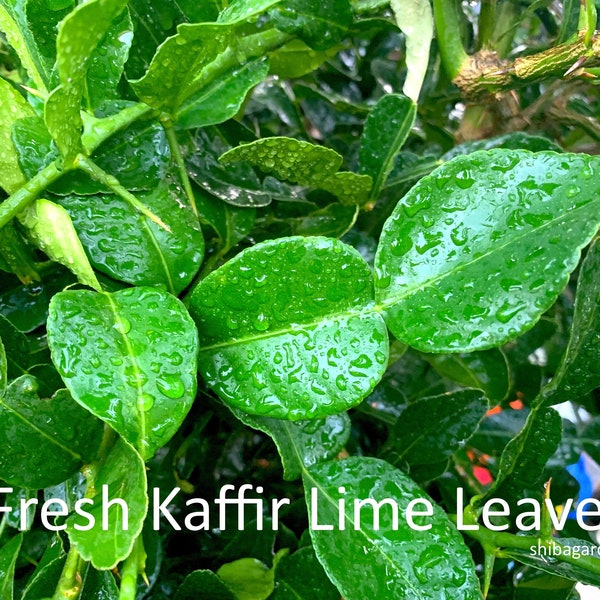 Fresh Organic Kaffir Lime Leaves,Picked Fresh to Order