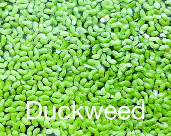 buy 2 get 1 free Duckweed(Lemna Minor,duckweeds, water lentils, or water lenses,Aquarium Live Floating.)