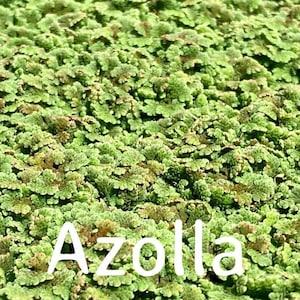 Buy 2 get 2free Azolla,(mosquito fern, duckweed fern, fairy moss, water fern)