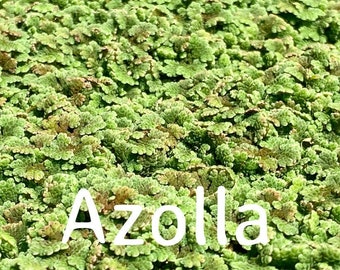 Buy 2 get 2free Azolla,(mosquito fern, duckweed fern, fairy moss, water fern)