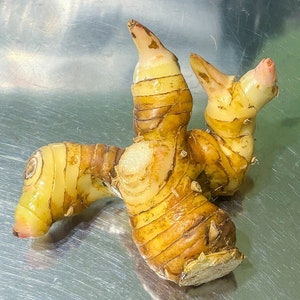 Thai Galangal Seeds, Grow Your Own, ALPINIA GALANGA, 15 Rare Vegetable  Seeds, Herb, Medicine, Pretty Flower, From Ginger Family, Non GMO, 