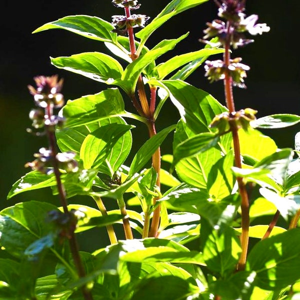 Thai Holy Basil 250 Seeds,Heirloom Culinary,(Ocimum basilicum)