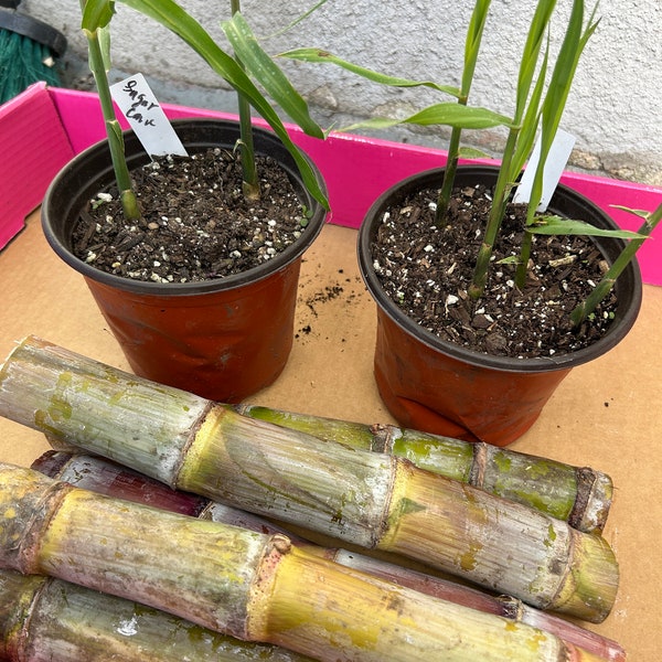 Live Sugar Cane Plant Rooted